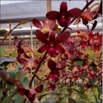Dendrobium Mangosteen
